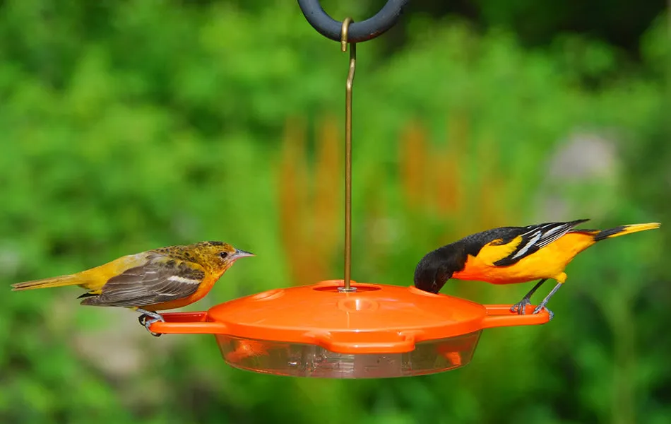 Aspects Oriole Feeder