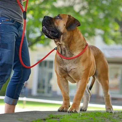 Freestyle Retriever Leashes