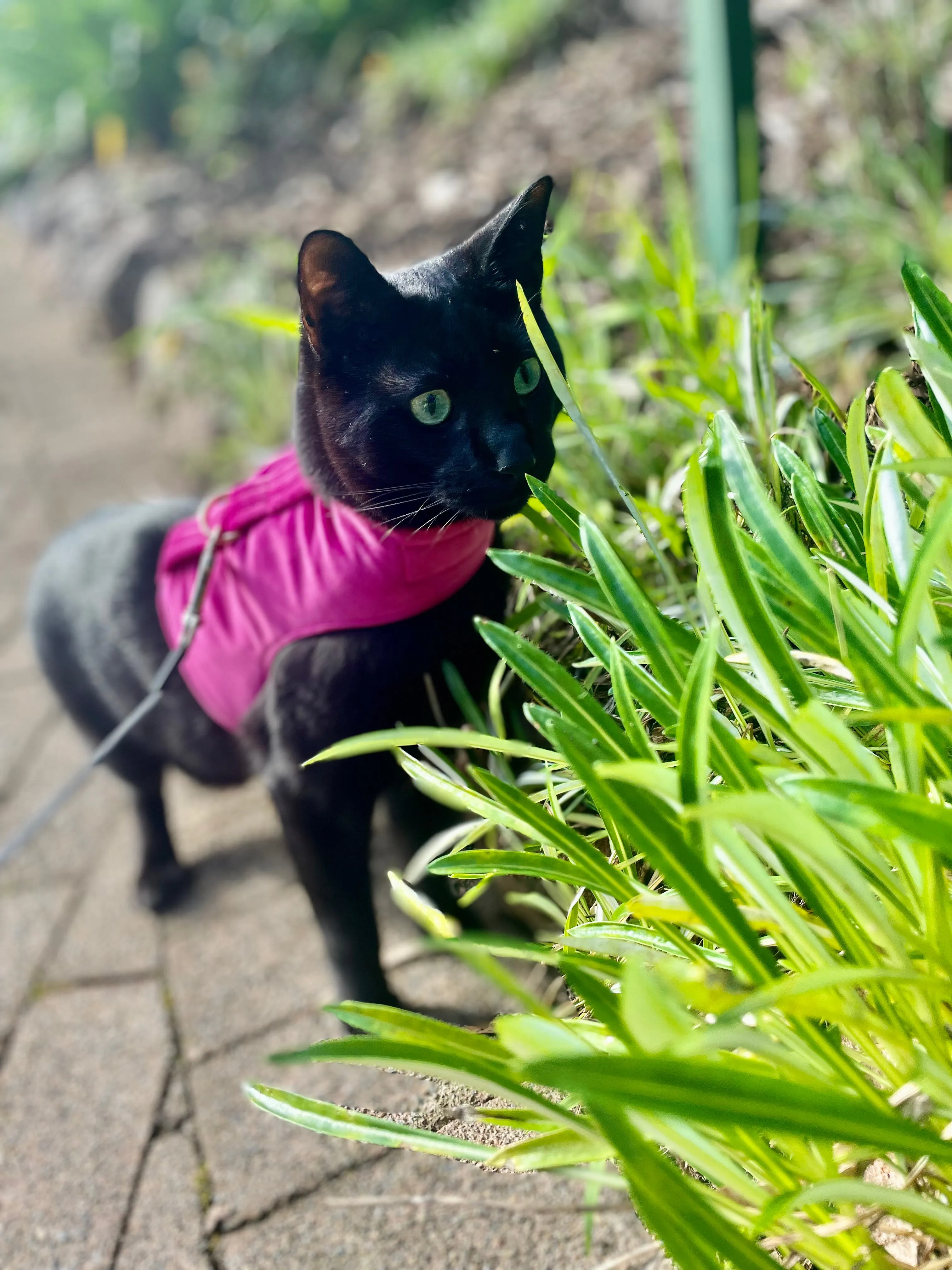 Hot Pink Luxe Velvet Jacket Harness