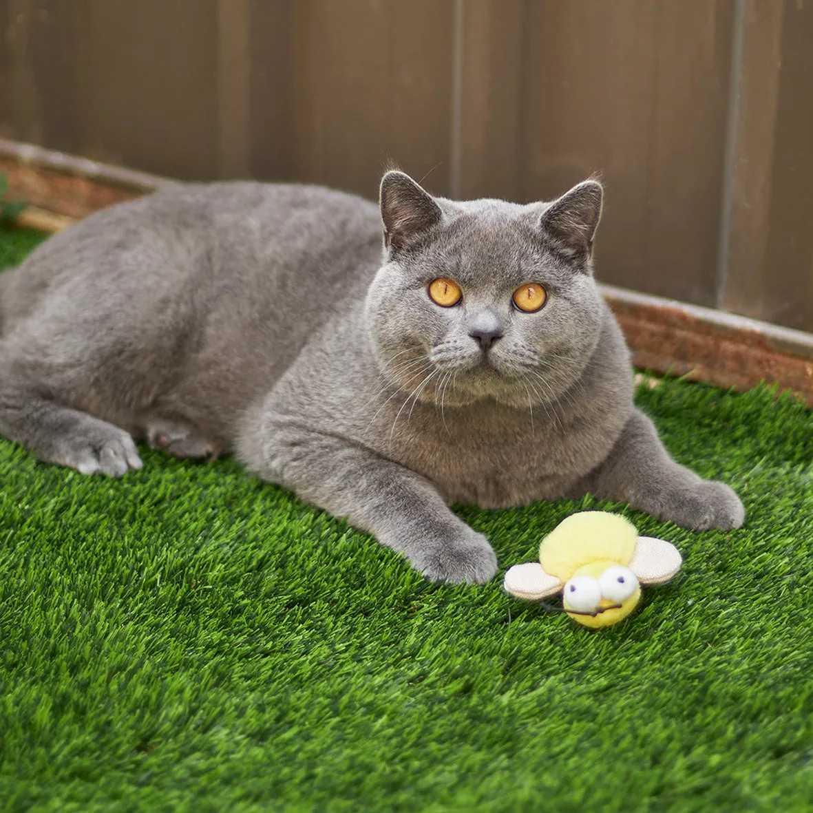 Kazoo Busy Bee Cat Toy