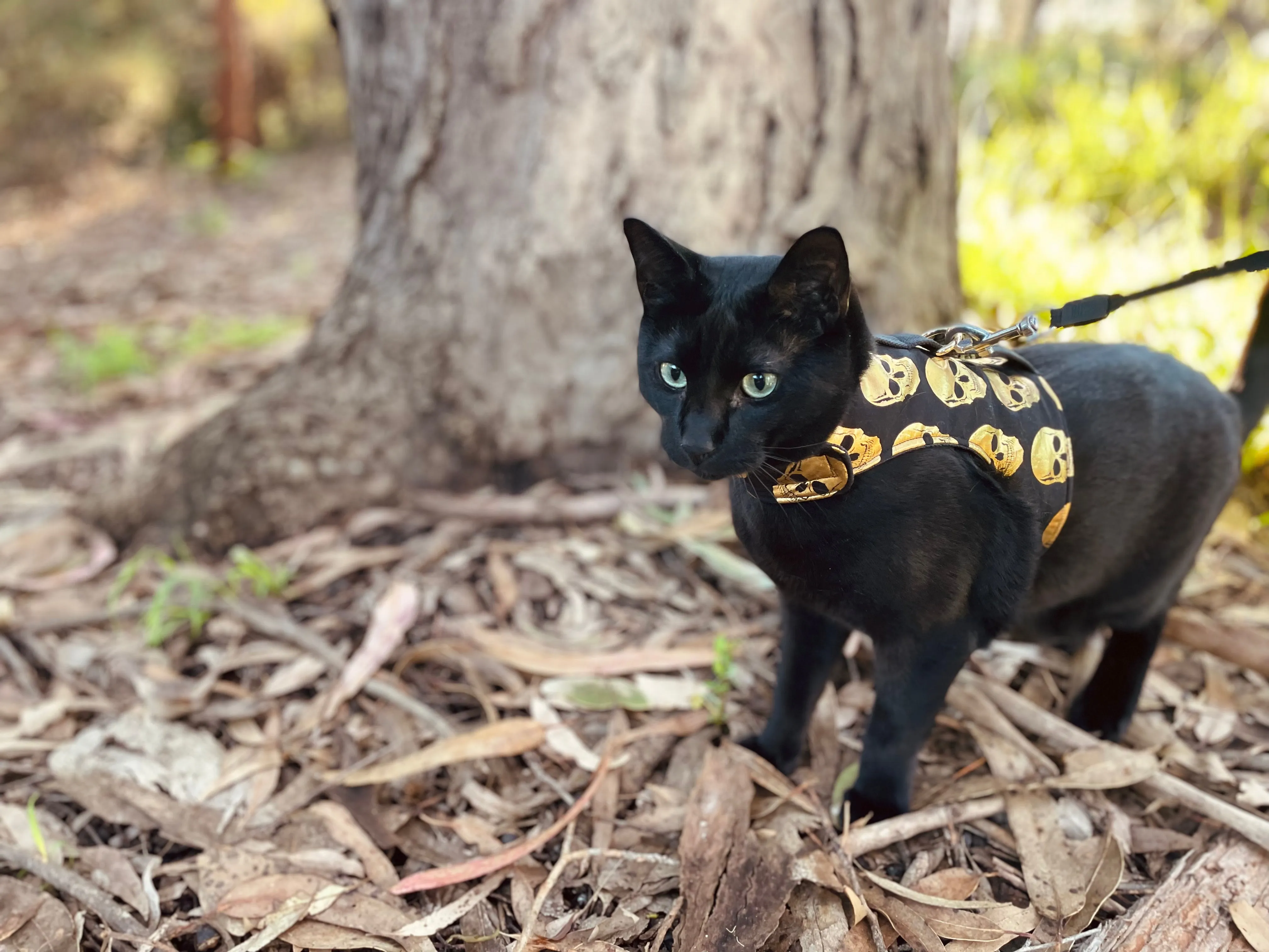 Outlaw Skull Jacket Harness