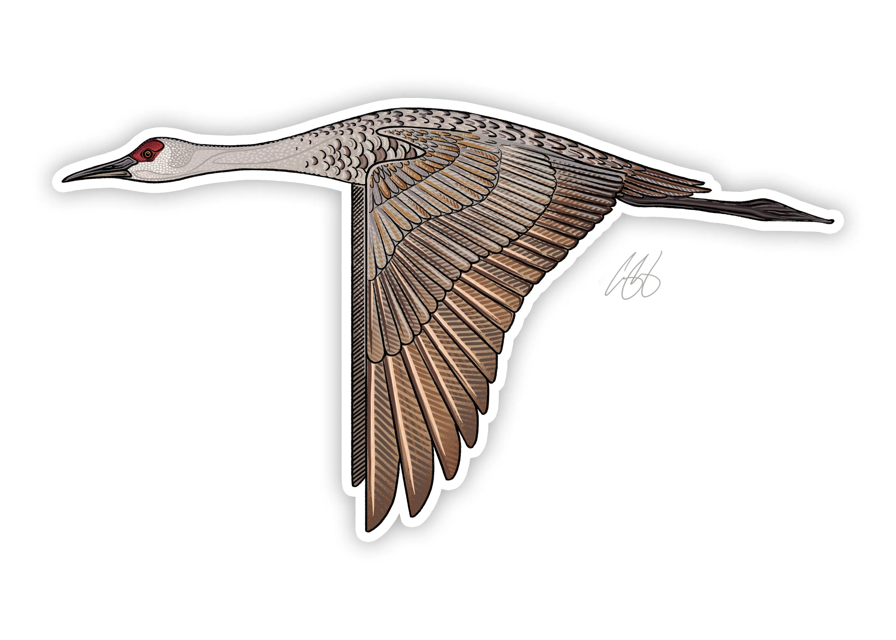 Sandhill Crane Decal