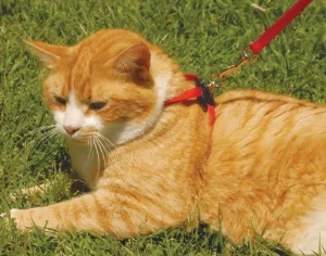 Size Right! Adjustable Cat Harness