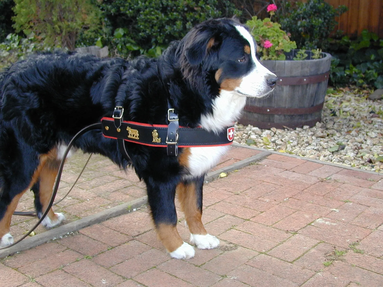 Swiss Draft Harness